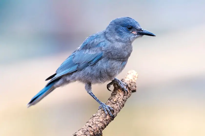 Pinyon Jay (Gymnorhinus cyanocephalus)