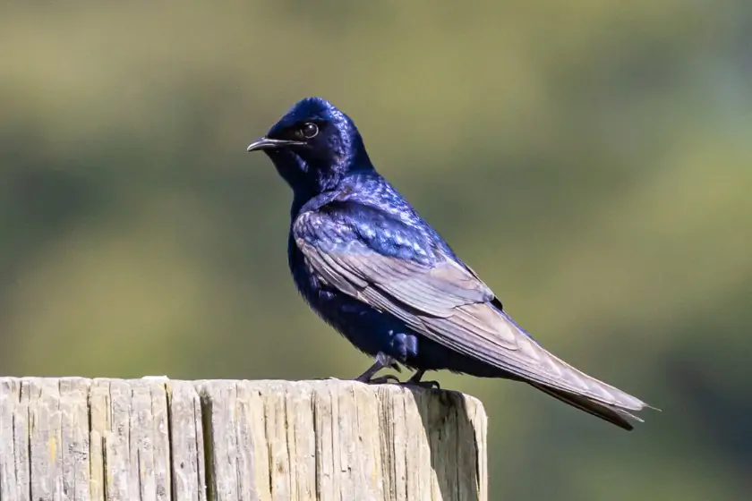 Purple Martin (Progne subis)