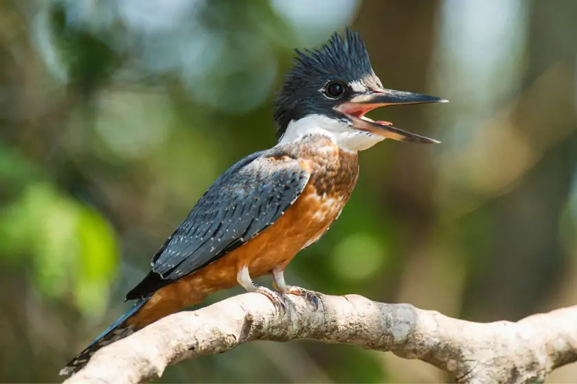 Ringed kingfisher (Megaceryle torquata)