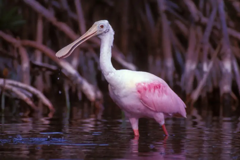 Roseate Spoonbill (Platalea ajaja)