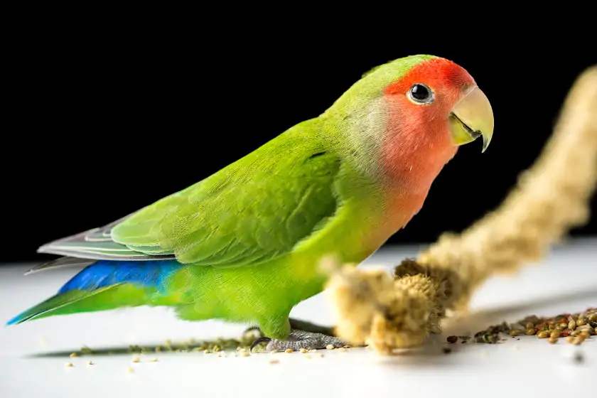 Rosy Faced Lovebird (Agapornis roseicollis)