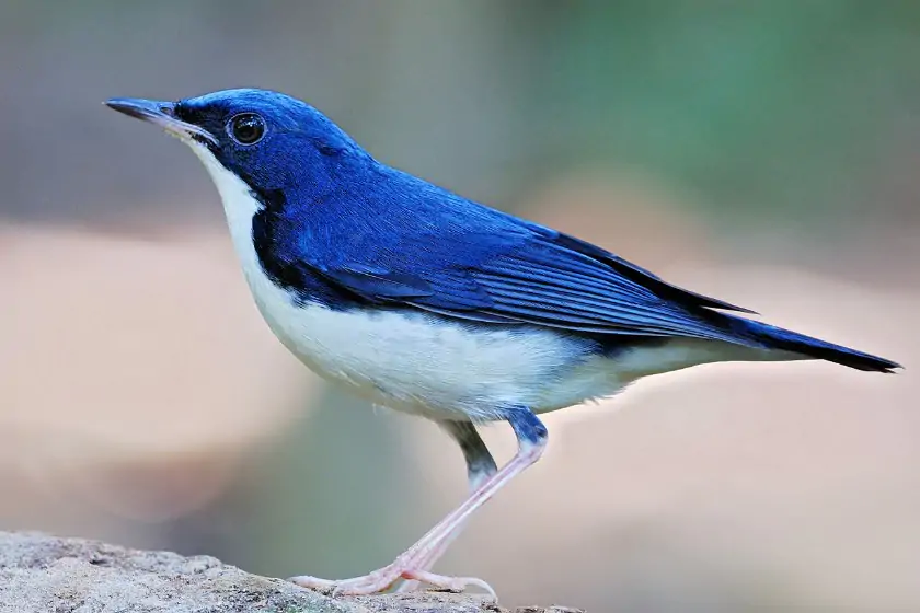 Siberian Blue Robin (Luscinia cyane)