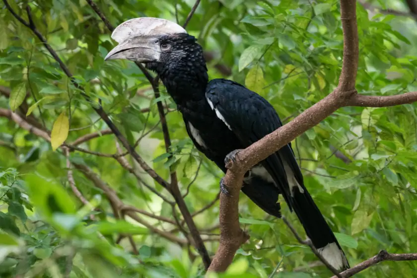 Silvery-cheeked Hornbill (Bycanistes brevis)
