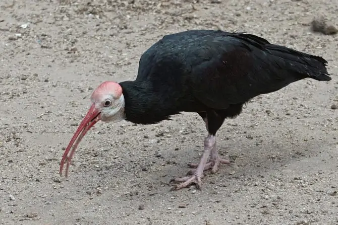 Southern Bald Ibis (Geronticus calvus)
