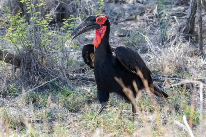 Southern Ground Hornbill (Bucorvus leadbeateri)