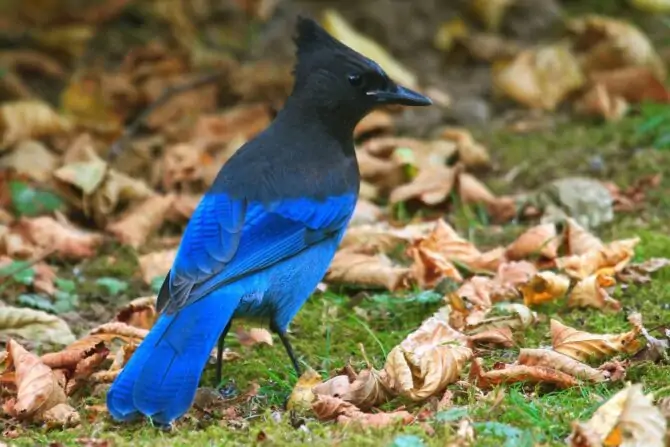 Steller’s Jay (Cyanocitta stelleri)