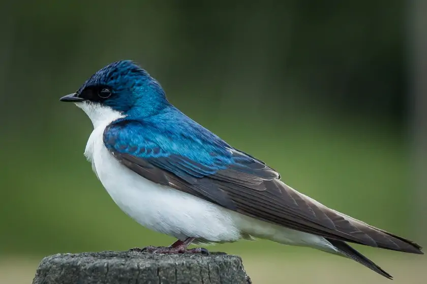 Tree Swallow (Tachycineta bicolor)
