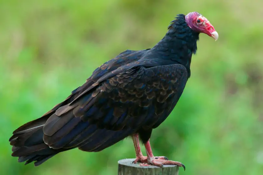 Turkey Vulture (Cathartes aura)