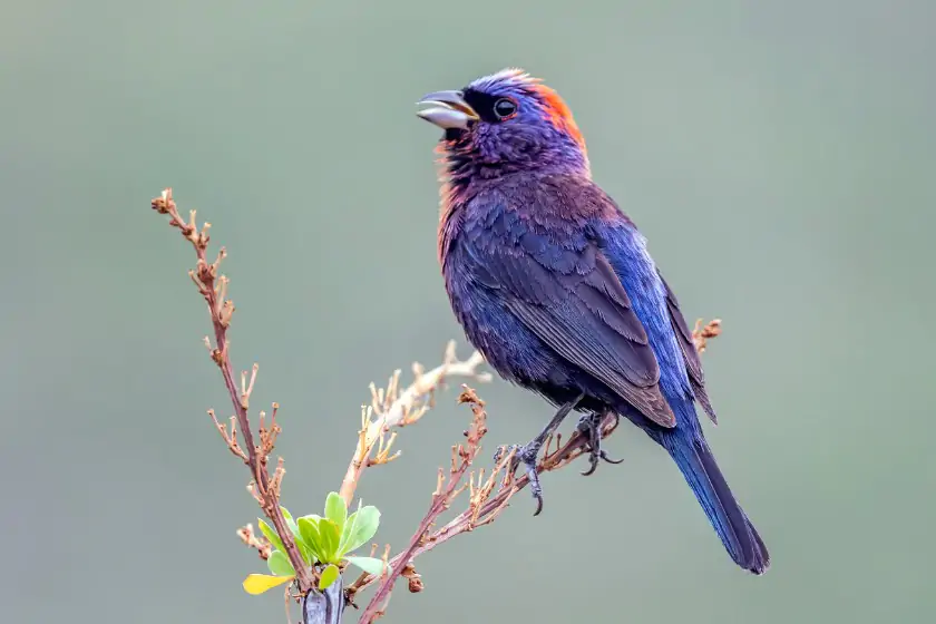 Varied Bunting (Passerina versicolor)