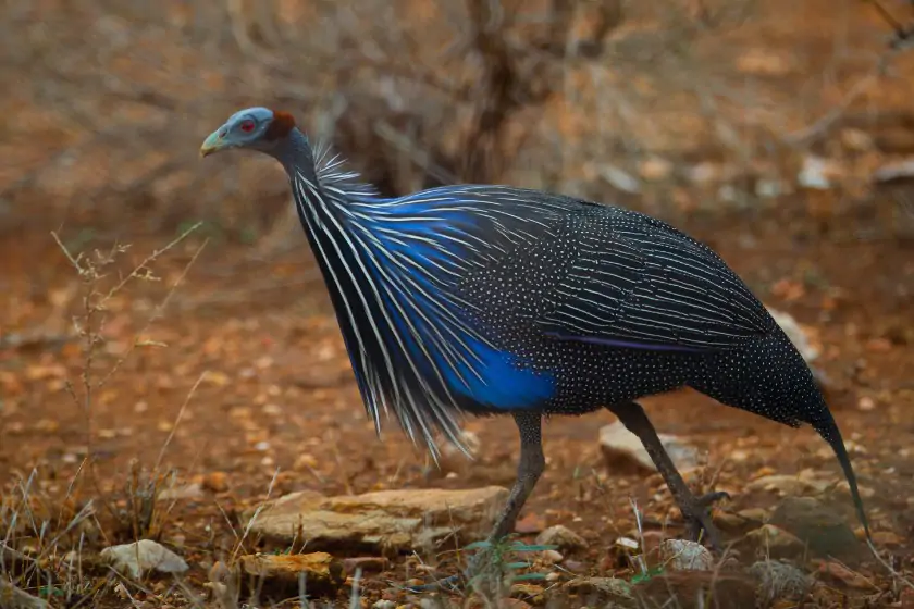 Vulturine Guineafowl (Acryllium vulturinum)