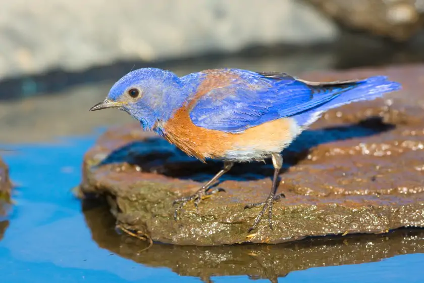 Western Bluebird (Sialia mexicana)