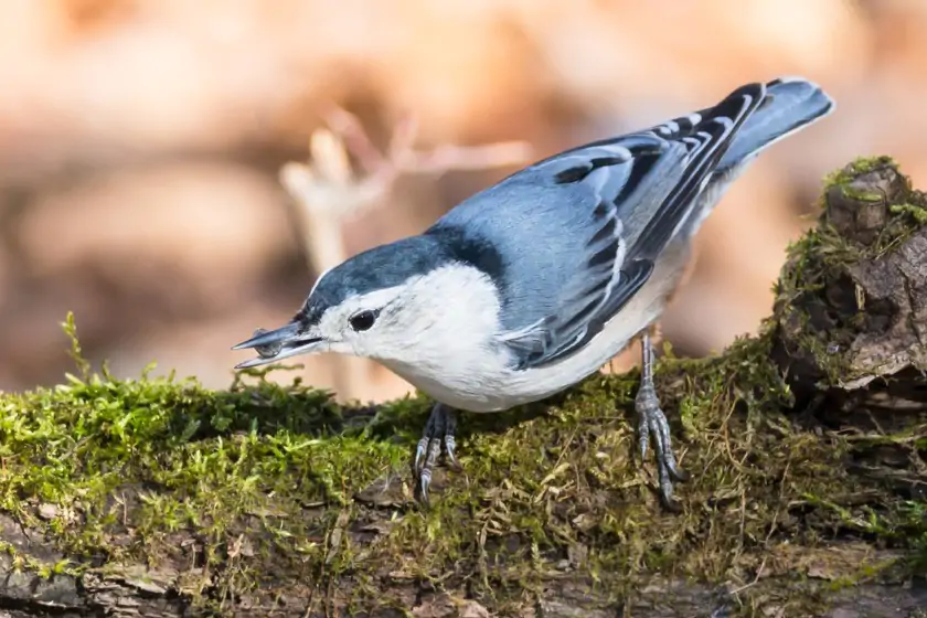 White-Breasted Nuthatch (Sitta carolinensis)