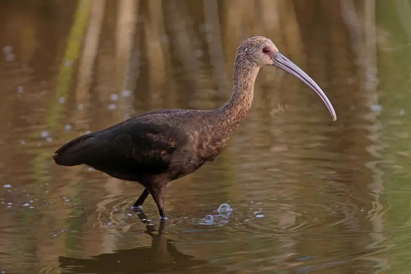 White-faced Ibis (Plegadis chihi)