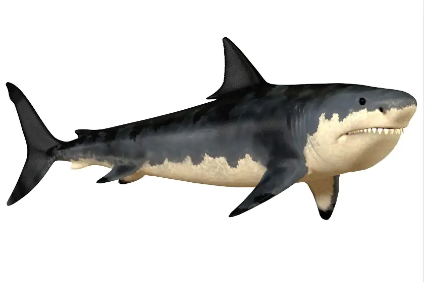3D Render of Massive Megalodon Isolated on White Background