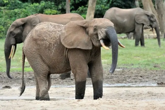 African Forest Elephants (Loxodonta cyclotis)