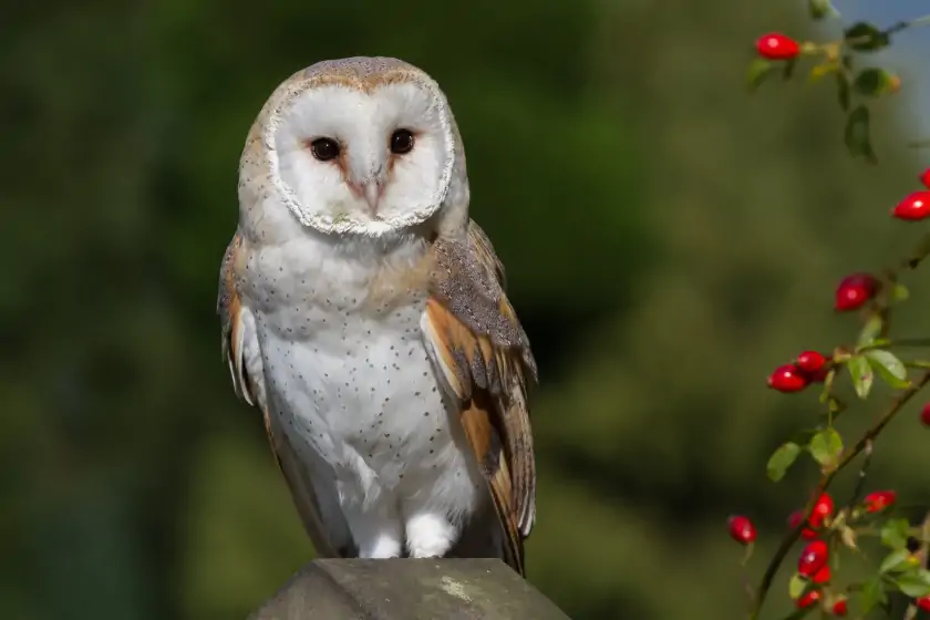American Barn Owl (Tyto furcata)