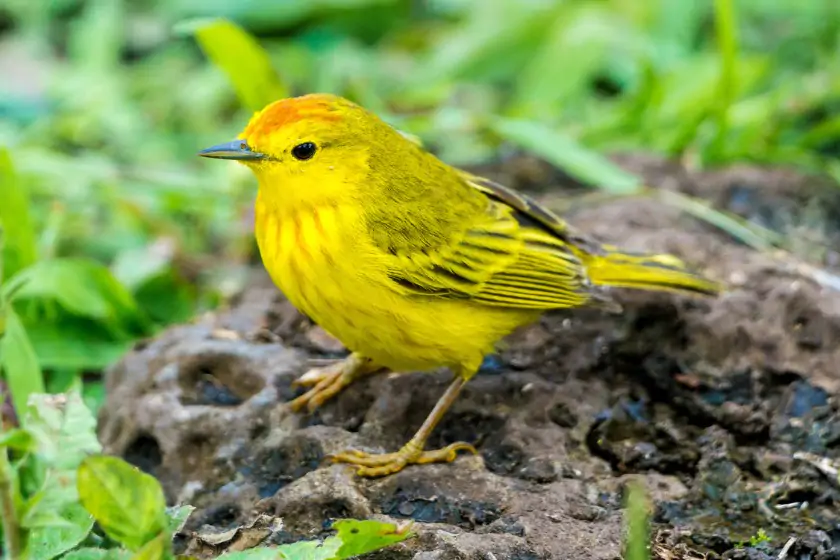 American Yellow Warbler (Setophaga petechia)