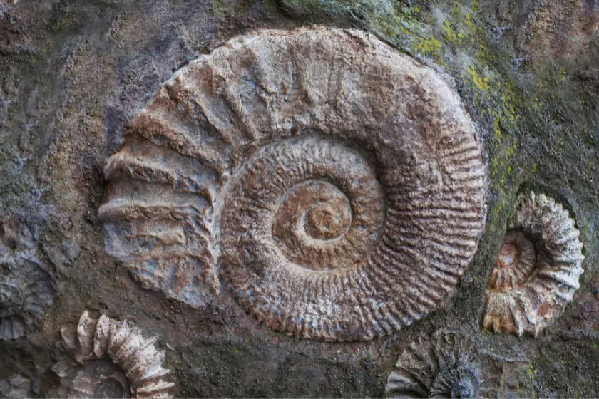 Ammonite Fossils