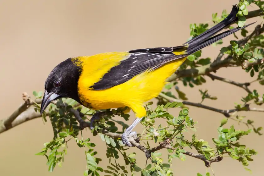 Audubon’s Oriole (Icterus graduacauda)