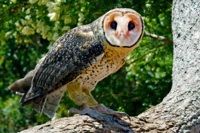 Australian Masked Owl (Tyto novaehollandiae)
