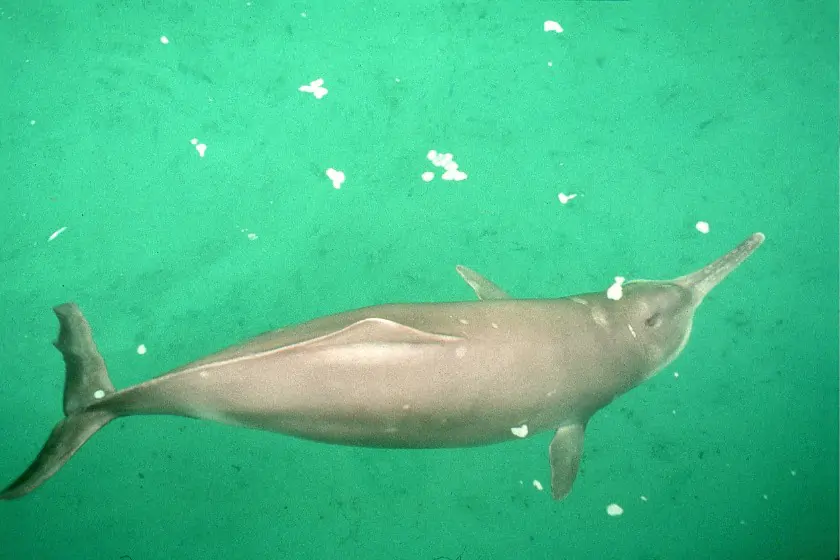 Baiji (Lipotes vexillifier)