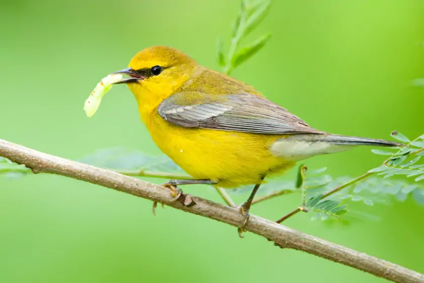 Blue-winged Warbler (Vermivora cyanoptera)