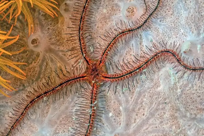 Brittle Star (Ophuroids)