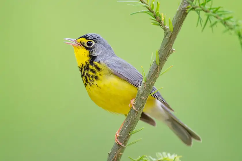 Canada Warbler (Cardellina canadensis)
