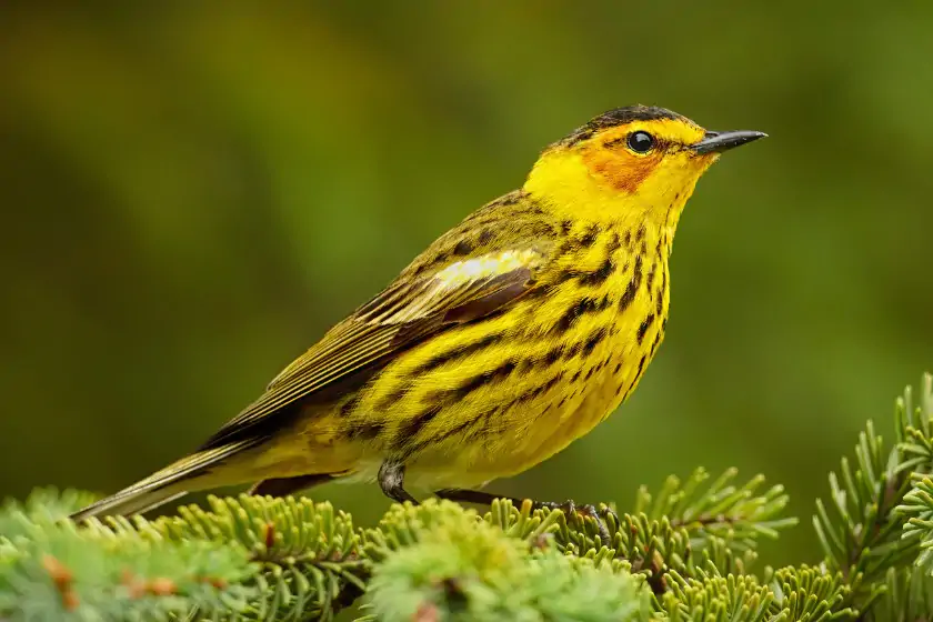 Cape May Warbler (Setophaga tigrina)