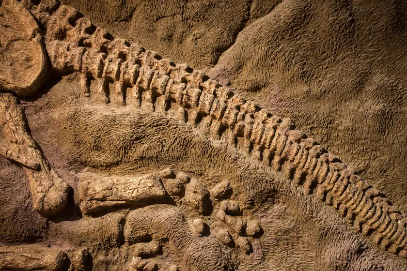Cleaning of Fossil Discovered by Paleontologists