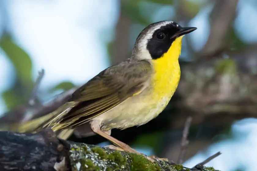 Common Yellowthroat (Geothylpis trichas)