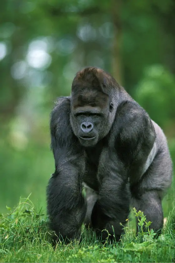 Eastern Lowland Gorilla (Gorilla beringei graueri)