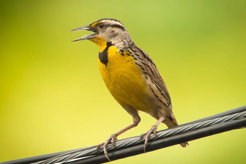 Eastern Meadowlark (Sturnella magna)