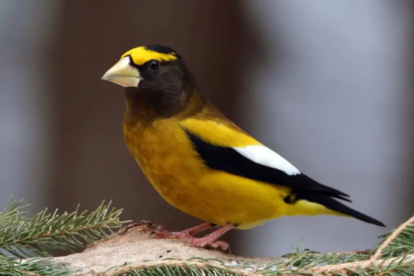 Evening Grosbeak (Hesperiphona vespertina)