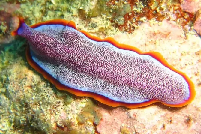 Flatworm (Platyhelminthes)