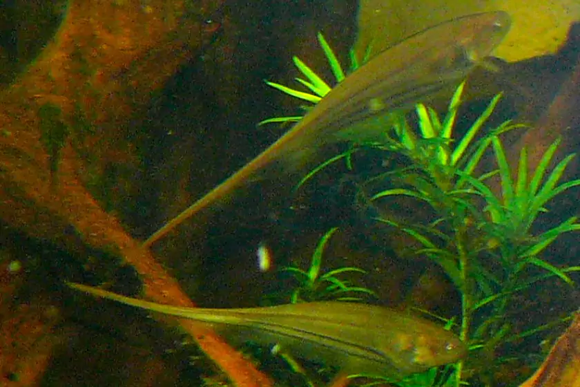 Glass Knife Fish (Sternogypidae)