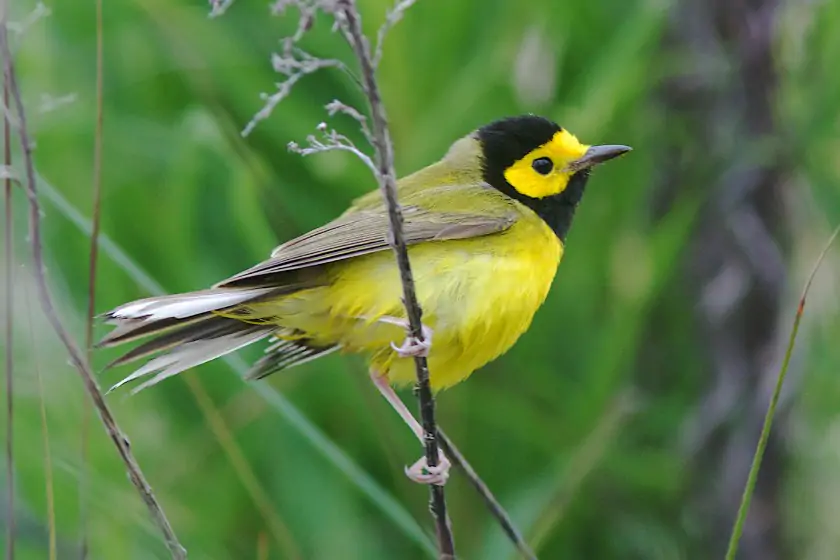 Hooded Warbler (Setophaga citrina)