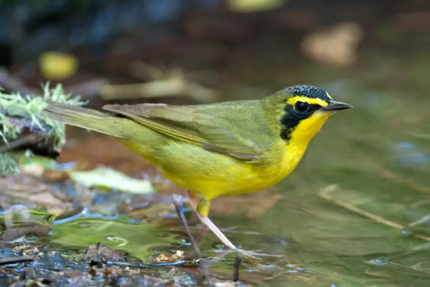Kentucky Warbler (Geothylpis formosa)