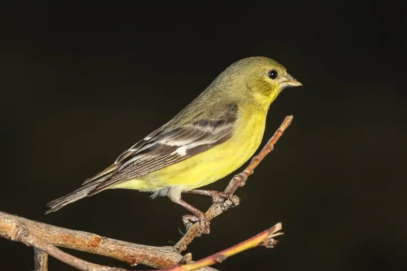 Lesser Goldfinch (Spinus psaltria)