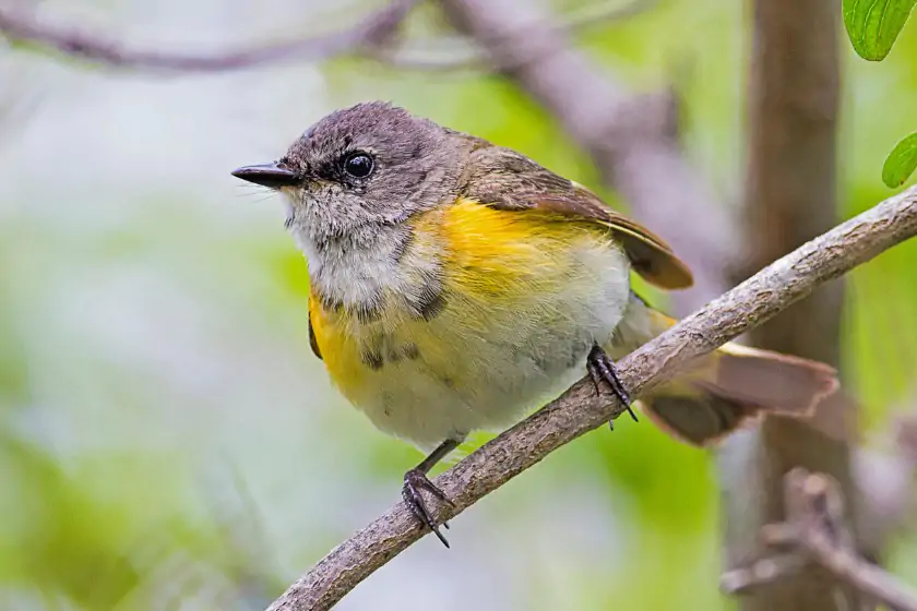 MacGillivray’s Warbler (Geothylpis tolmiel)