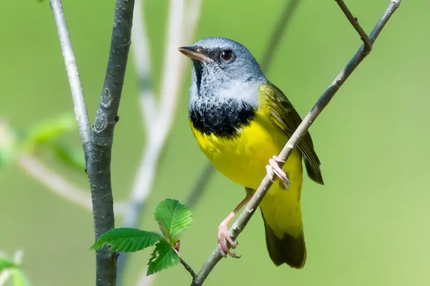 Mourning Warbler (Geothylpis Philadelphia)