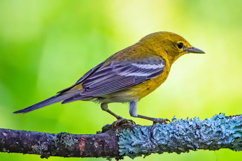 Pine Warbler (Setophaga pinus)