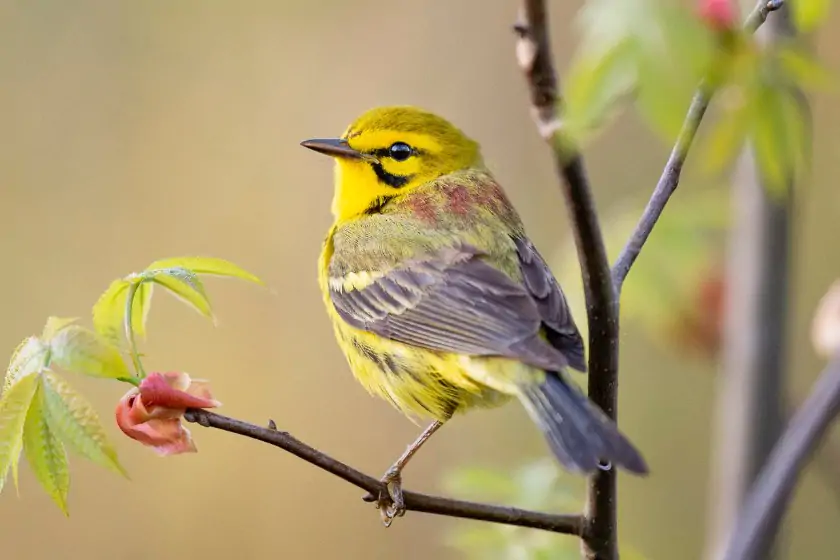 Prairie Warbler (Setophaga discolor)