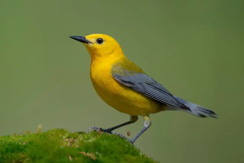 Prothonotary Warbler (Protonotaria citrea)