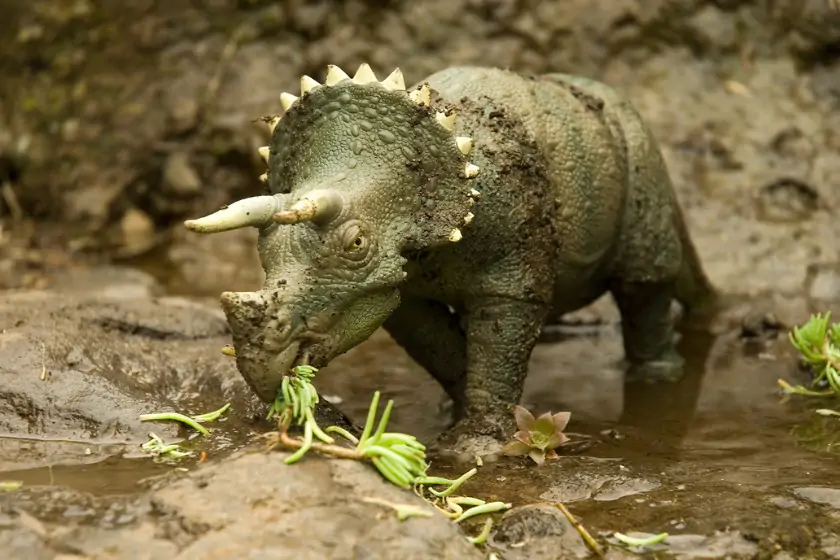 Realistic Triceratops in Natural Habitat
