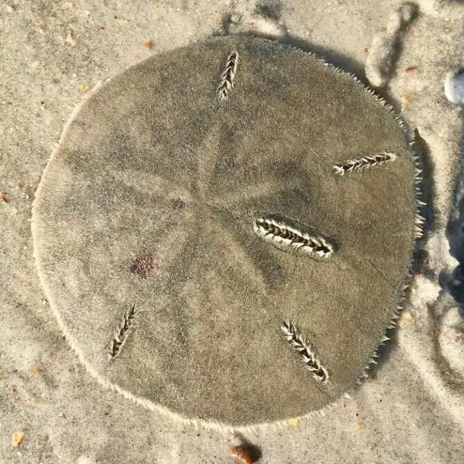 Sand Dollar (Clypeasteroida)