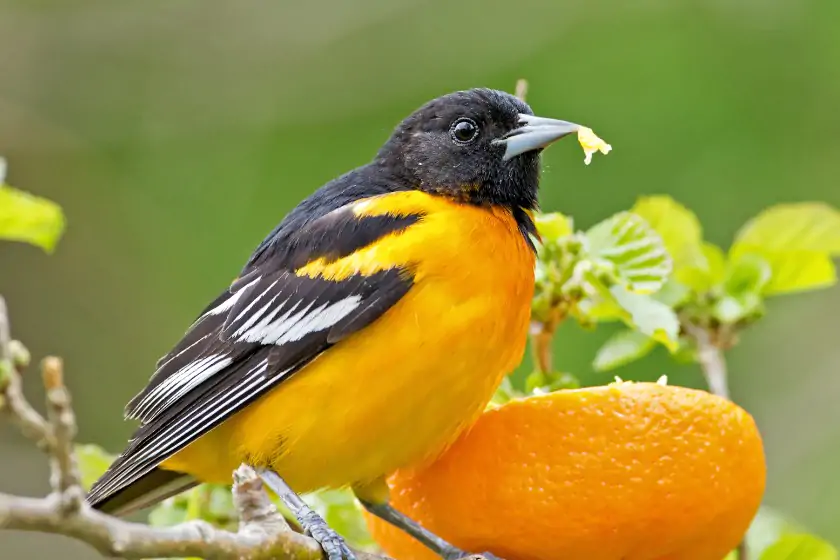 Scott’s Oriole (Icterus parisorum)
