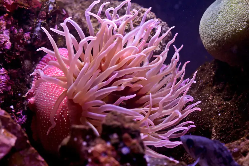 Sea Anemone (Actinaria)
