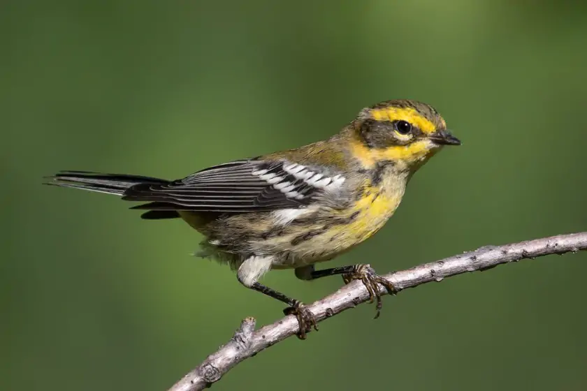 Townsend’s Warbler (Setophaga townsendii)