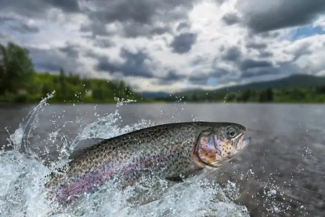 Trout (Salmoninae)